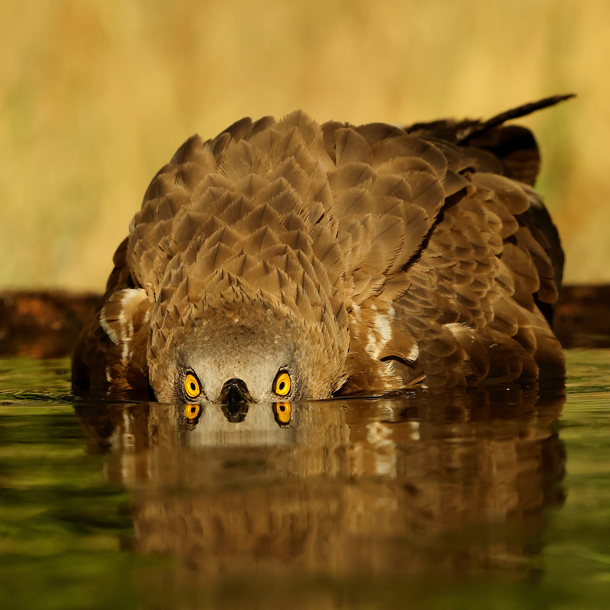 HONEY BUZZARD DRINKING